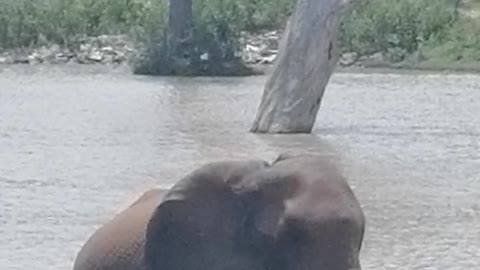 Sri Lanka ridiyagama safari Park