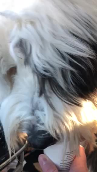 Trump makes dogs happy!