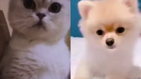 Cutest cat and dog in the world