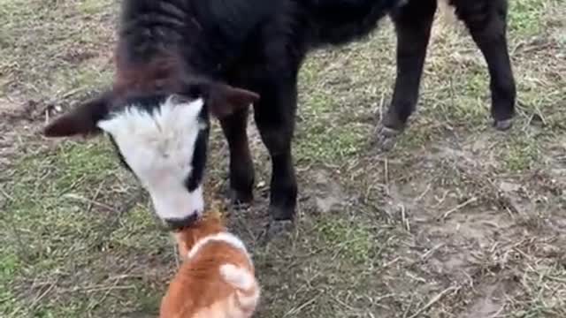 Rumble / Funny & Cute Animals /fun Friday