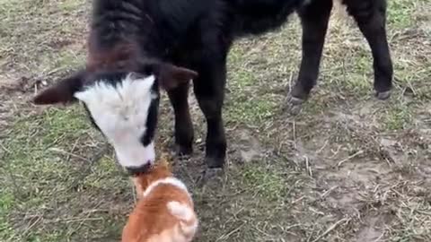 Rumble / Funny & Cute Animals /fun Friday