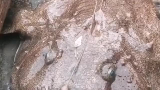 Very scary animal