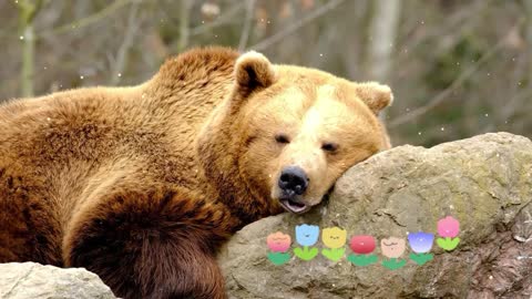 Oh huo, accidentally fell asleep, lovely bear big