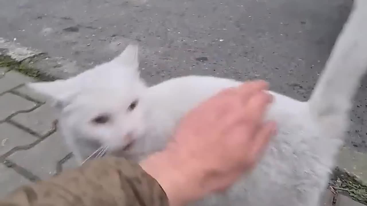 You_Don_t_Want_to_Encounter_the_Angry_White_Cat.(7