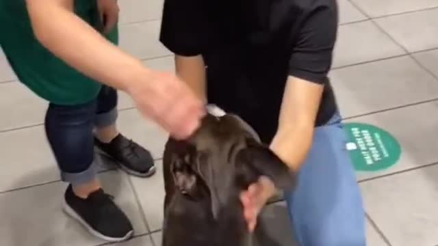 Smart Dog Training Video | Dog Training Tricks | Dog Training |