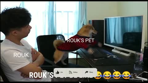 RUOK BE LIKE A DOG ALL IN ONE VIDEO | RUOK FF DOG | FUNNY ANIMALS 😂 | FUNNY INCIDENTS | FREEFIRE DOG