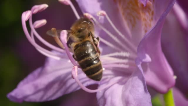 nature really is perfect. A bee at work.