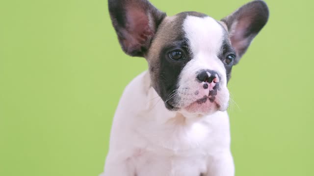 Cute puppy playing with its head