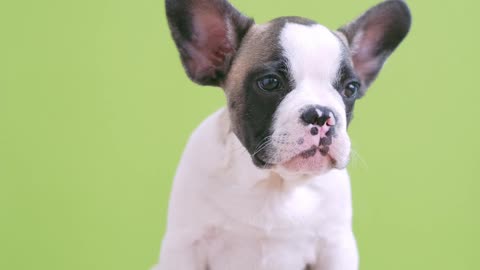 Cute puppy playing with its head