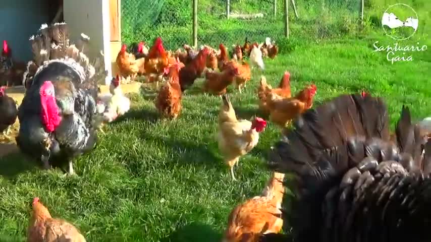 Gallinas, gallos y pavos rescatados viven felices en los nuevos terrenos