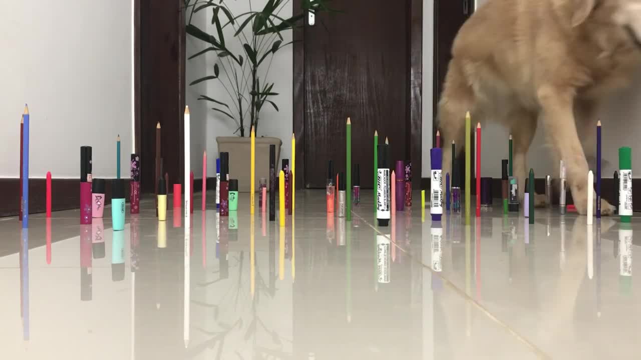 Obstacle Challenge DOG vs CAT