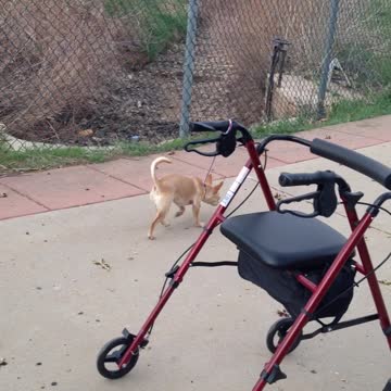 Chihuahua Accidentally Steals Walker From Owner