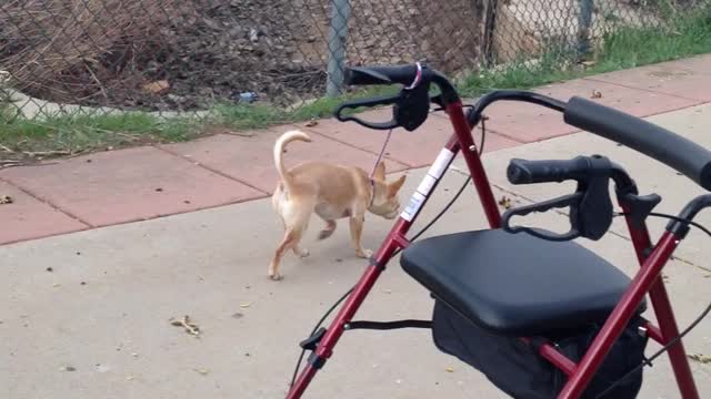 Chihuahua Accidentally Steals Walker From Owner