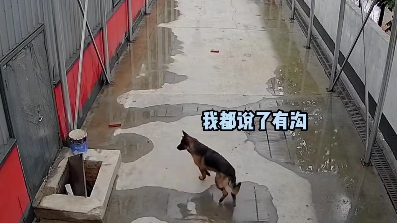 Measure your pet's IQ