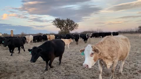 200- Angus/ AngusX midddle age Fall pair.
