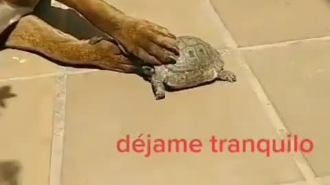 Leave Me Alone Turtle !