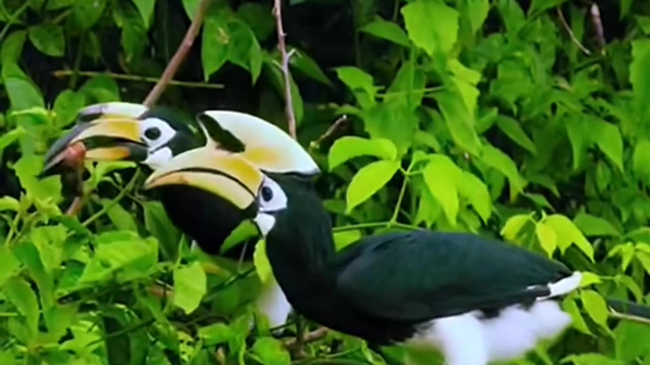 Predator birds