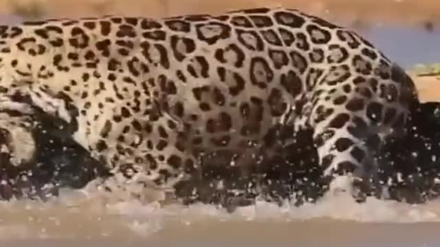 Brave Jaguar Save Crocodile