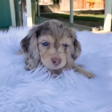 A cute puppy will soothe the tiredness of a home