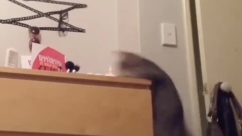 Cats Jumping fail