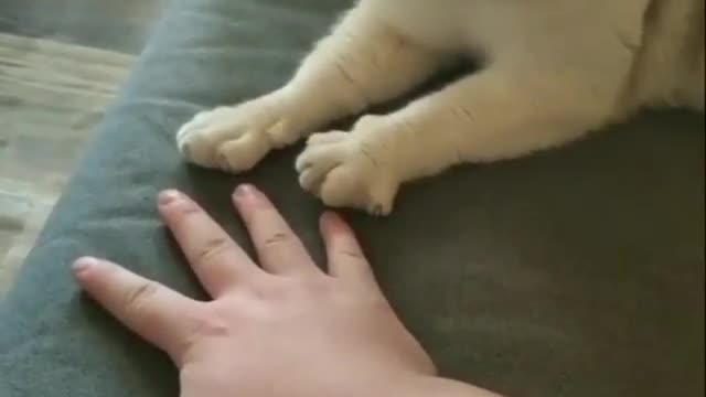 Cat Playing A game With The Owner