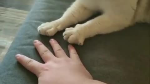 Cat Playing A game With The Owner