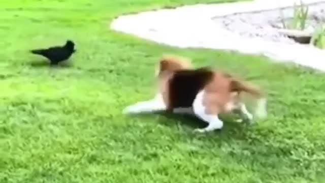 Funny Bird vs Dog