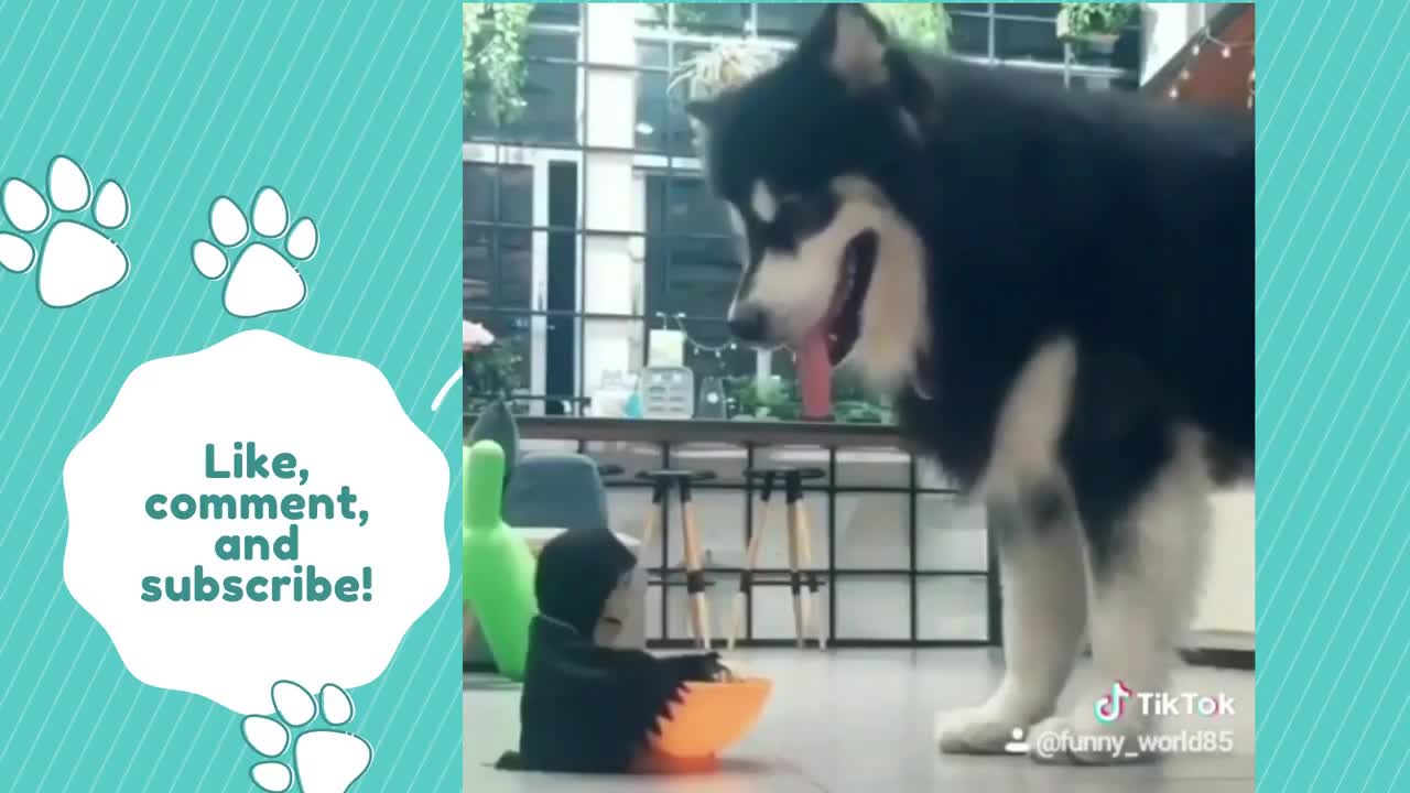 Funniest Animals 2021 Compilation Awesome Funny🐶 Dogs and 😻 Cats