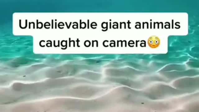 Giants animals caught on camara.