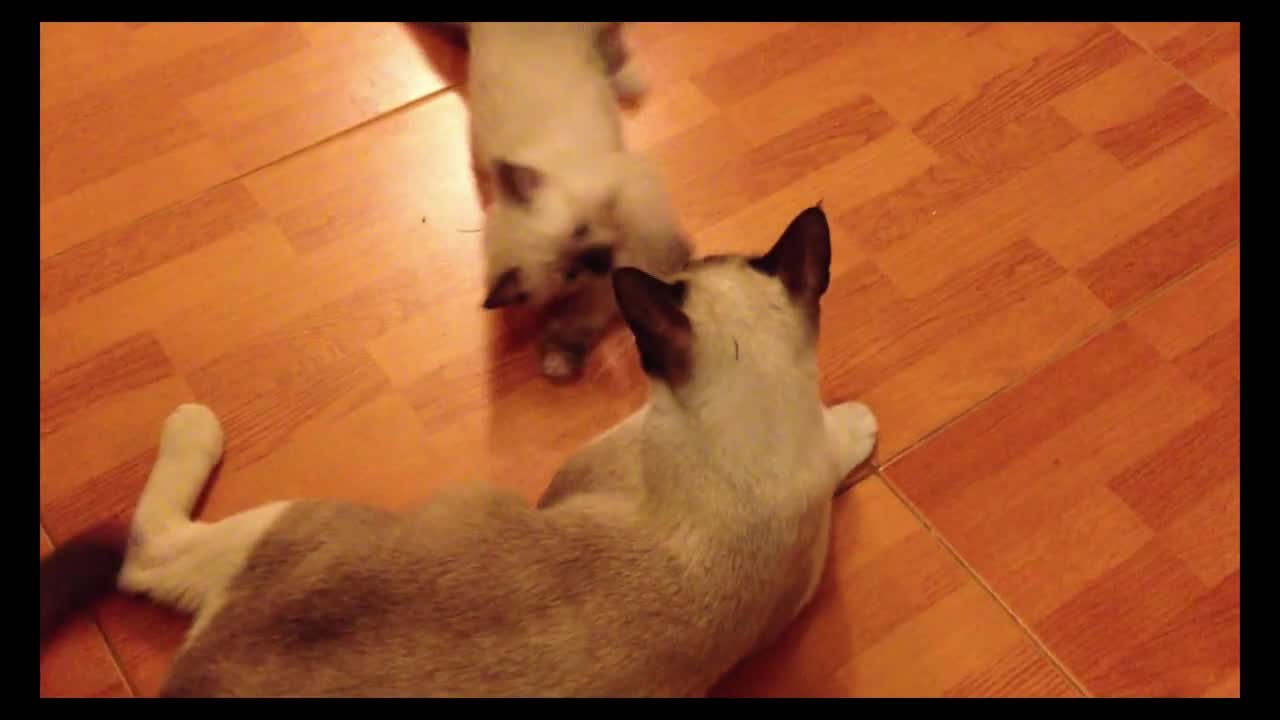 funny cats playing with meditating adoreable sounds love pets as cats