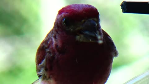 Purple Finch