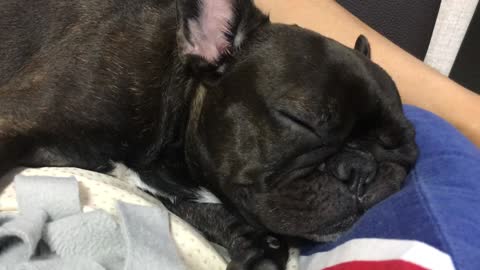 A dog that sleeps with its face on the cushion.