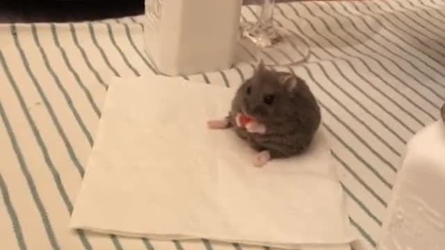 This lil' guy is treated like Remy from ratatouille!