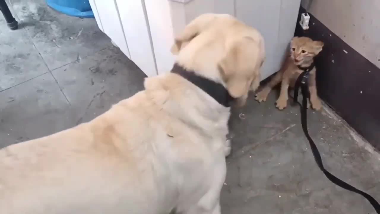 how a little cats baby beats a dog