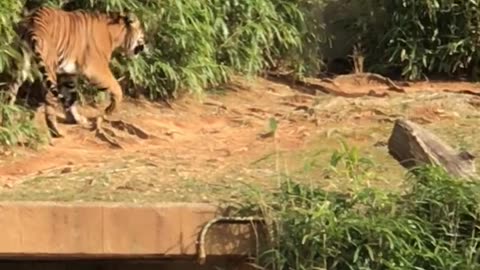 Tiger Cubs' Last Moments as a Family | David Attenborough | Tiger | Spy in the Jungle