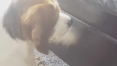 Dog looking at fly on bed