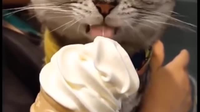 Cat licking ice creak