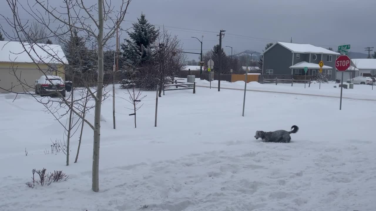 McNabb Collie Tries to Catch Snowballs Thrown from Snow Blower