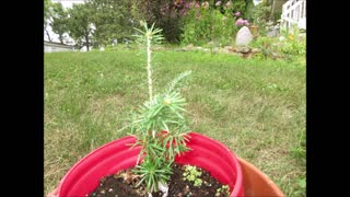 Balsam of Kindness Balsam Fir August 2021