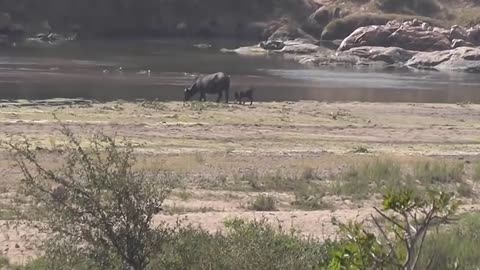 BUFFALO GIVE BIRTH,