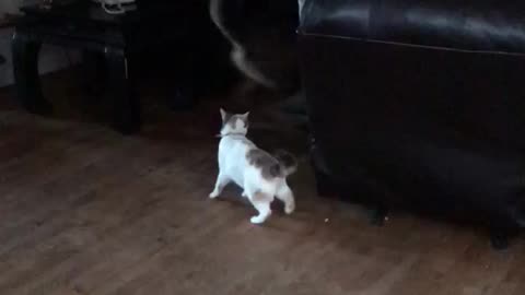 Dog Cat Battle Dance