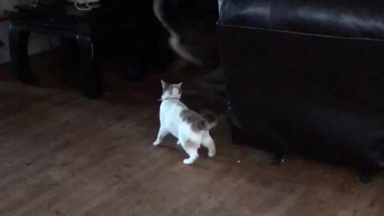 Dog Cat Battle Dance