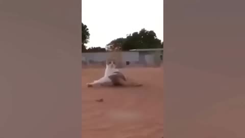Funny animal