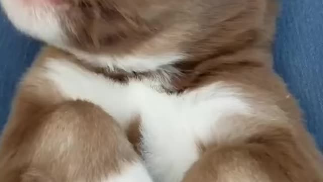 Newborn Puppy Loves His Belly Rub