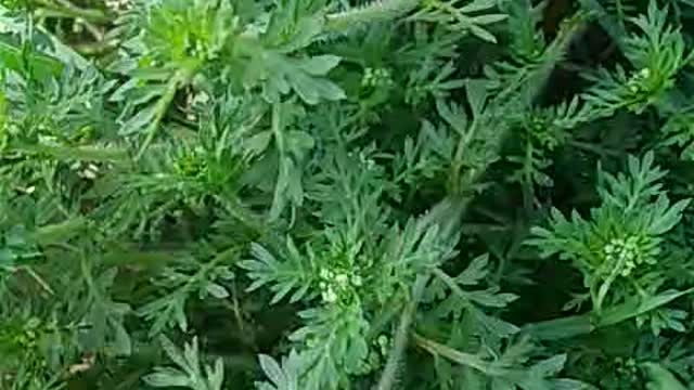 Insect attack on weeds