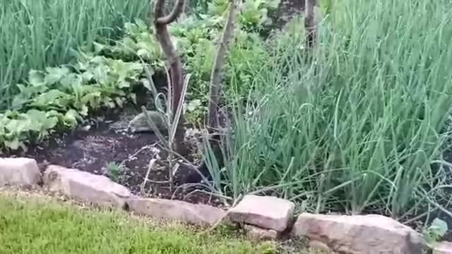 kitten and hedgehog