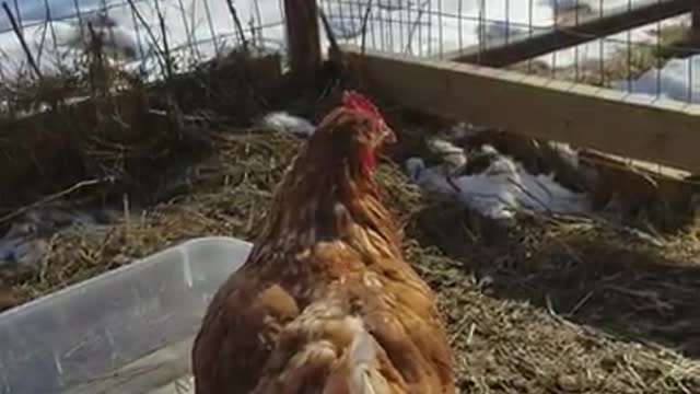 Amanda Grace Talks...Duck and Chicken Facts and Shenanigans