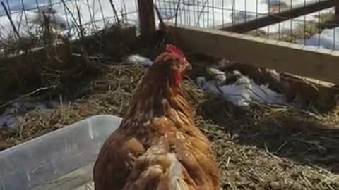 Amanda Grace Talks...Duck and Chicken Facts and Shenanigans