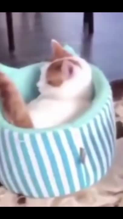 cute little cat in a box makes you laugh!