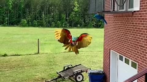 freeflight#macaw